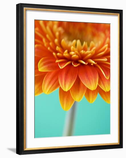 Orange Gerbera Daisy-Clive Nichols-Framed Photographic Print