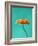 Orange Gerbera Daisy-Clive Nichols-Framed Photographic Print