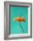 Orange Gerbera Daisy-Clive Nichols-Framed Photographic Print