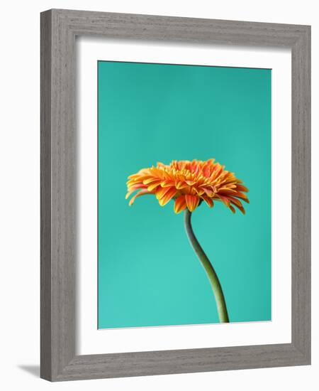 Orange Gerbera Daisy-Clive Nichols-Framed Photographic Print