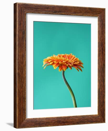 Orange Gerbera Daisy-Clive Nichols-Framed Photographic Print