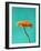 Orange Gerbera Daisy-Clive Nichols-Framed Photographic Print