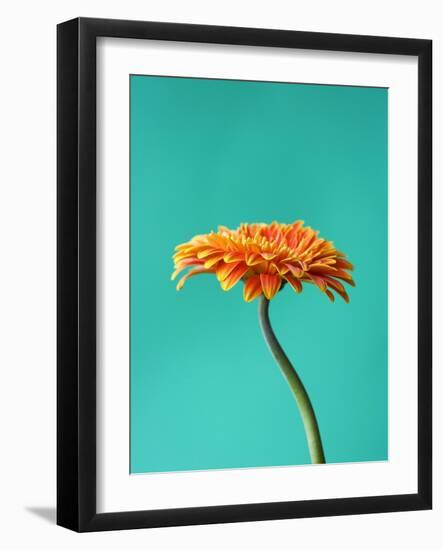 Orange Gerbera Daisy-Clive Nichols-Framed Photographic Print