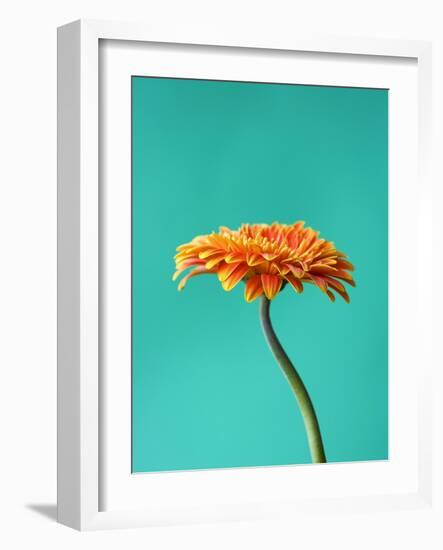 Orange Gerbera Daisy-Clive Nichols-Framed Photographic Print