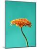 Orange Gerbera Daisy-Clive Nichols-Mounted Photographic Print