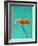 Orange Gerbera Daisy-Clive Nichols-Framed Photographic Print