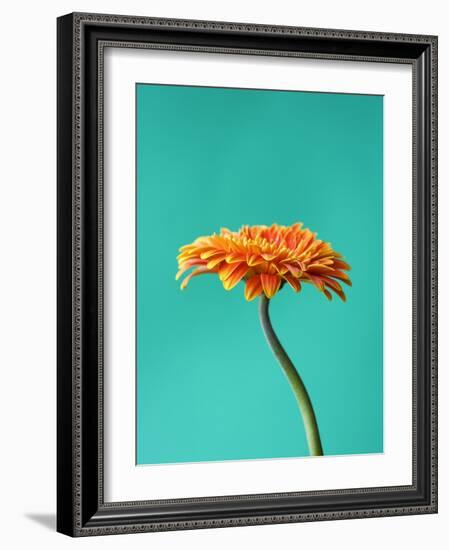 Orange Gerbera Daisy-Clive Nichols-Framed Photographic Print