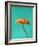 Orange Gerbera Daisy-Clive Nichols-Framed Photographic Print