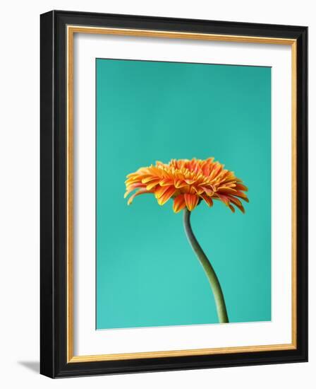 Orange Gerbera Daisy-Clive Nichols-Framed Photographic Print