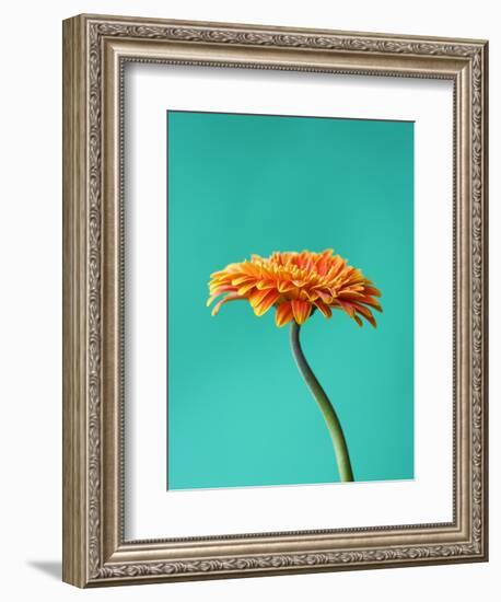 Orange Gerbera Daisy-Clive Nichols-Framed Photographic Print