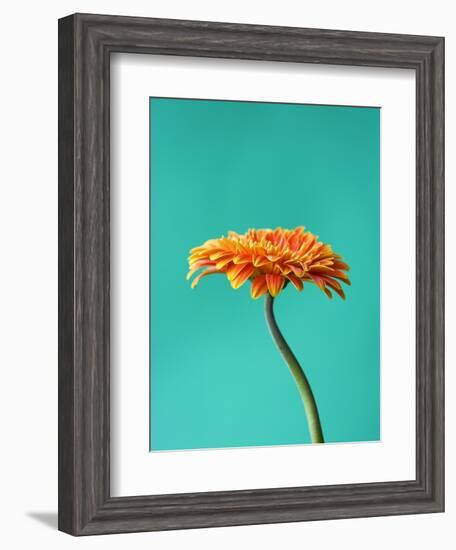 Orange Gerbera Daisy-Clive Nichols-Framed Photographic Print