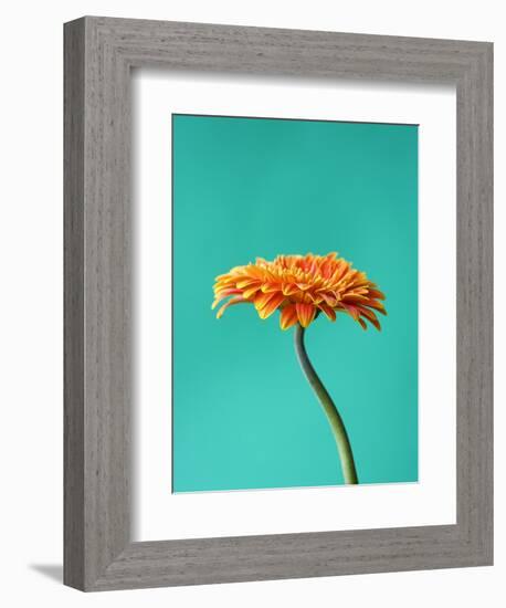 Orange Gerbera Daisy-Clive Nichols-Framed Photographic Print