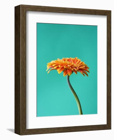 Orange Gerbera Daisy-Clive Nichols-Framed Photographic Print