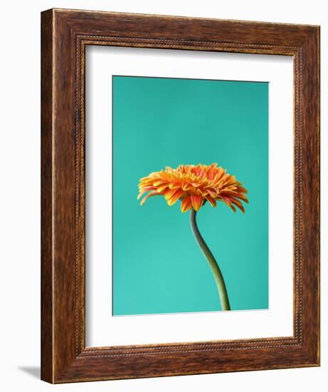 Orange Gerbera Daisy-Clive Nichols-Framed Photographic Print