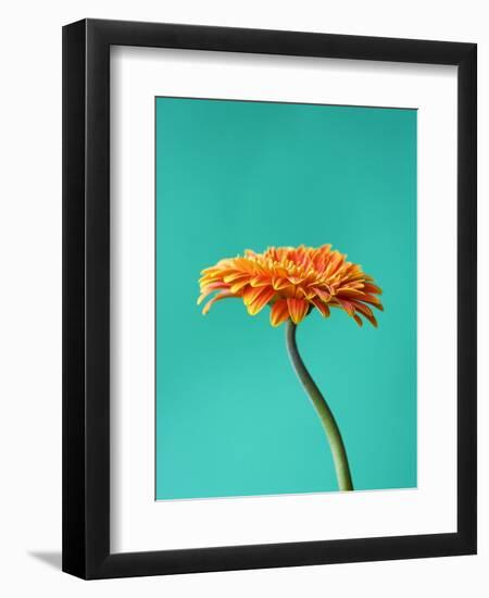 Orange Gerbera Daisy-Clive Nichols-Framed Photographic Print