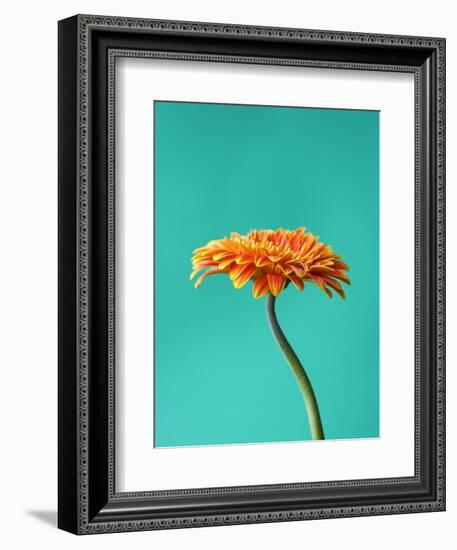 Orange Gerbera Daisy-Clive Nichols-Framed Photographic Print