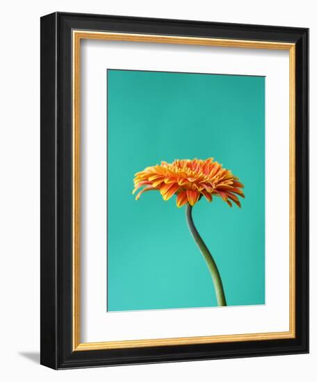 Orange Gerbera Daisy-Clive Nichols-Framed Photographic Print