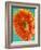 Orange Gerbera Daisy-Clive Nichols-Framed Photographic Print