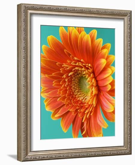 Orange Gerbera Daisy-Clive Nichols-Framed Photographic Print