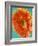 Orange Gerbera Daisy-Clive Nichols-Framed Photographic Print