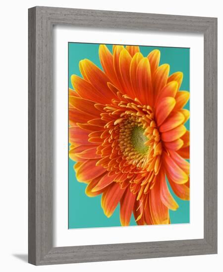 Orange Gerbera Daisy-Clive Nichols-Framed Photographic Print