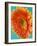 Orange Gerbera Daisy-Clive Nichols-Framed Photographic Print