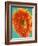 Orange Gerbera Daisy-Clive Nichols-Framed Photographic Print