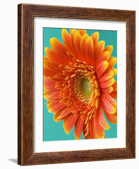 Orange Gerbera Daisy-Clive Nichols-Framed Photographic Print