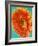 Orange Gerbera Daisy-Clive Nichols-Framed Photographic Print