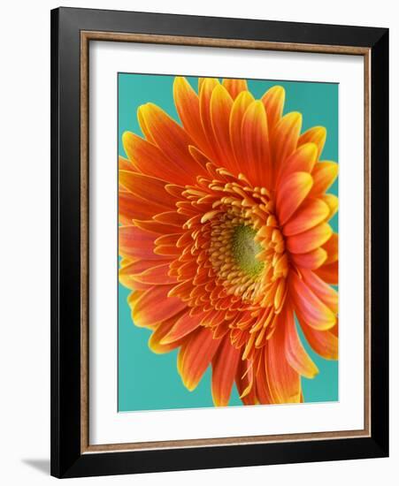 Orange Gerbera Daisy-Clive Nichols-Framed Photographic Print