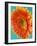 Orange Gerbera Daisy-Clive Nichols-Framed Photographic Print