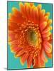 Orange Gerbera Daisy-Clive Nichols-Mounted Photographic Print