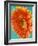 Orange Gerbera Daisy-Clive Nichols-Framed Photographic Print