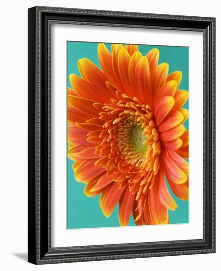 Orange Gerbera Daisy-Clive Nichols-Framed Photographic Print