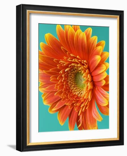 Orange Gerbera Daisy-Clive Nichols-Framed Photographic Print