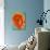 Orange Gerbera Daisy-Clive Nichols-Photographic Print displayed on a wall