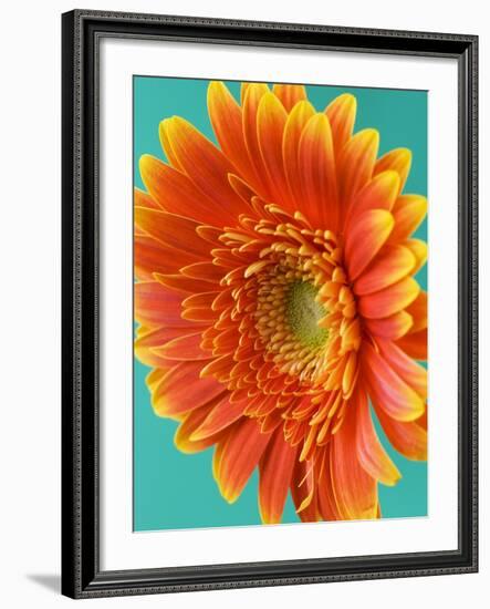 Orange Gerbera Daisy-Clive Nichols-Framed Photographic Print