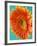 Orange Gerbera Daisy-Clive Nichols-Framed Photographic Print