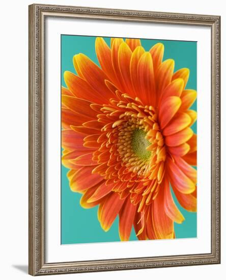 Orange Gerbera Daisy-Clive Nichols-Framed Photographic Print