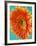 Orange Gerbera Daisy-Clive Nichols-Framed Photographic Print