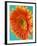 Orange Gerbera Daisy-Clive Nichols-Framed Photographic Print