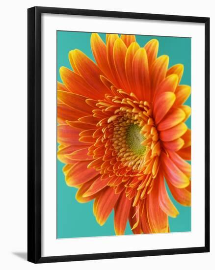 Orange Gerbera Daisy-Clive Nichols-Framed Photographic Print