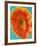 Orange Gerbera Daisy-Clive Nichols-Framed Photographic Print