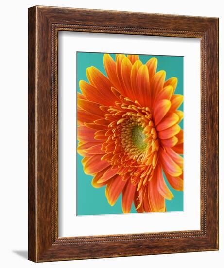 Orange Gerbera Daisy-Clive Nichols-Framed Photographic Print