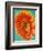 Orange Gerbera Daisy-Clive Nichols-Framed Photographic Print