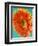 Orange Gerbera Daisy-Clive Nichols-Framed Photographic Print