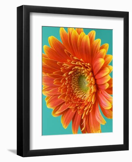 Orange Gerbera Daisy-Clive Nichols-Framed Photographic Print