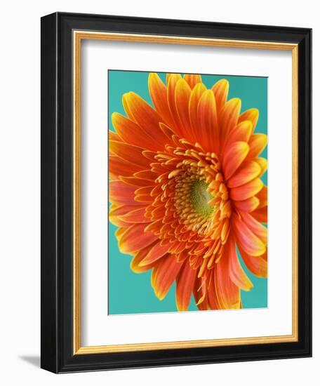 Orange Gerbera Daisy-Clive Nichols-Framed Photographic Print