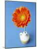 Orange Gerbera Flower Against a Blue Background-Pearl Bucknall-Mounted Photographic Print