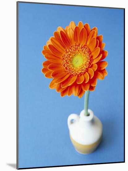 Orange Gerbera Flower Against a Blue Background-Pearl Bucknall-Mounted Photographic Print